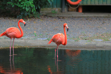 a flamingos and reflection in the water at zoo