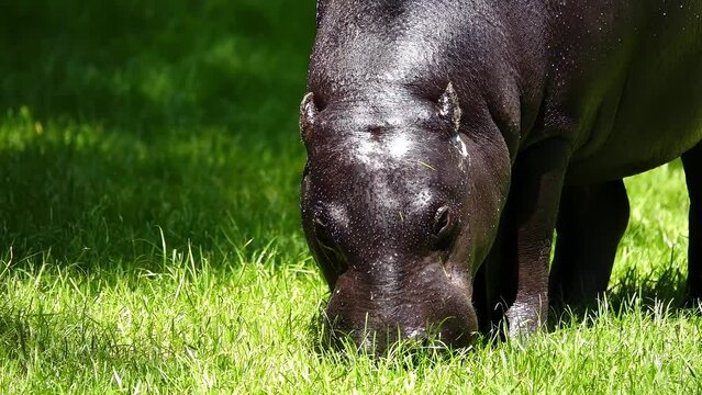 pygmy hippopotamus walks and eats grass