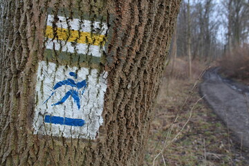 Tree with trail markings on the path