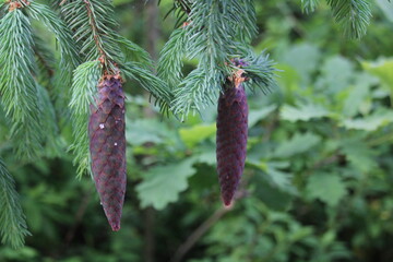 Cones on the green tree