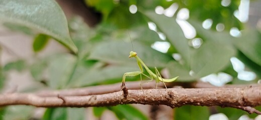 Macro Mantis on Wood 