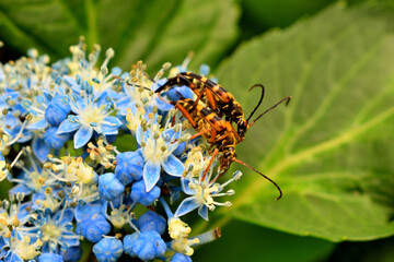 紫陽花の上に乗る昆虫のペア