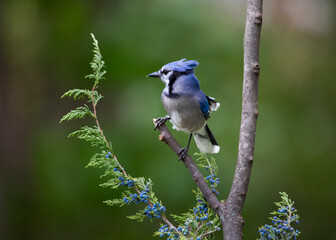 blue jay perched on a branch