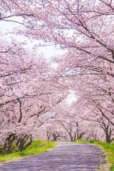 満開の桜並木｜縦構図