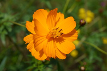 一輪の花・オレンジの美しいコスモス