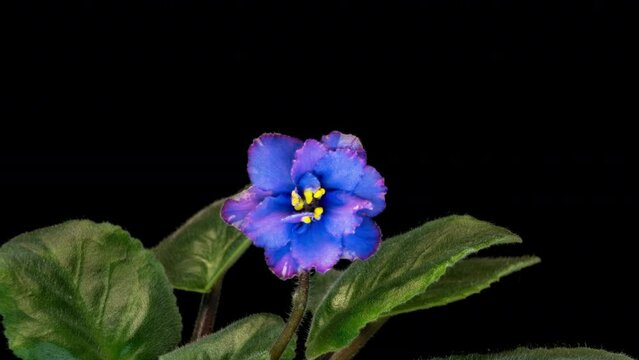 Purple flowers of Saintpaulia, commonly known as African violets. Parma violet blooms on a black background. time interval