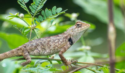 Closeup young Oriental garden or Eastern garden or Changeable lizard, Chameleon with natural green...