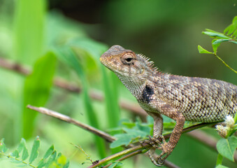 Closeup young Oriental garden or Eastern garden or Changeable lizard, Chameleon with natural green leaves in the background