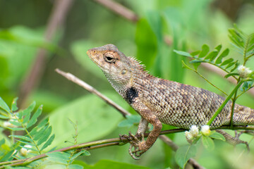 Closeup young Oriental garden or Eastern garden or Changeable lizard, Chameleon with natural green leaves in the background
