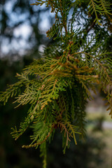 Nature details photography