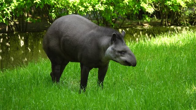 tapir grazing on a green meadow