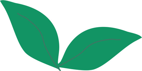 green leaf isolated on white