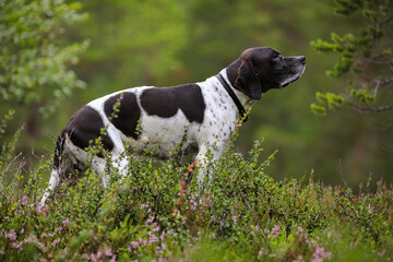 Dog english pointer 