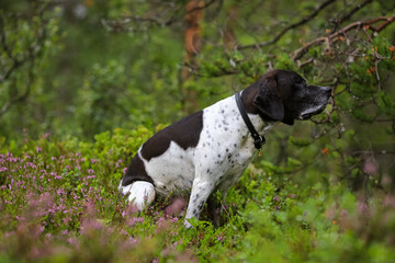 Dog english pointer 