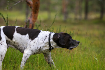 Dog english pointer 