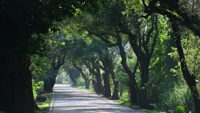 Jiji Green Tunnel is located between Mingjian Township and Jiji Town. Camphor trees on both sides of the road form a green tunnel, Nantou County.