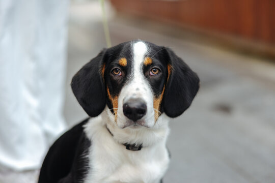 Drever dog breed puppy