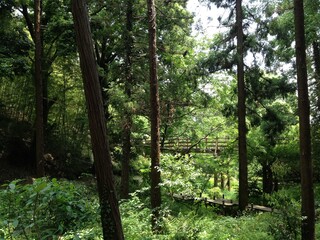 森林と橋