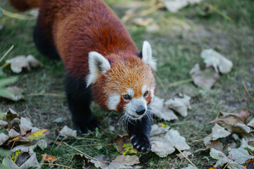 Red panda walking in it's enclosure at the Munich zoo in Germany
