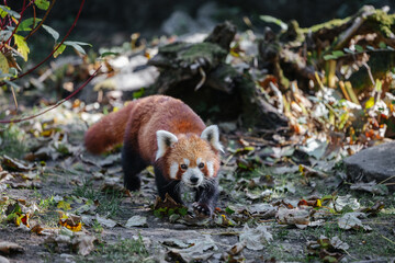 Red panda walking in it's enclosure at the Munich zoo in Germany