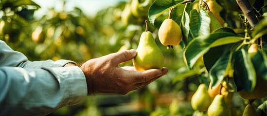 Farmer inspecting organic pears hand holding ripe fruit With copyspace for text