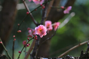 Cherry spring blossom, the flower at spring