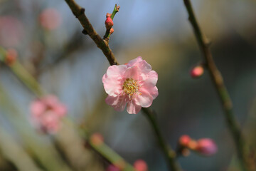 Cherry spring blossom, the flower at spring