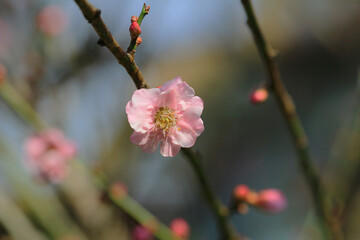 Cherry spring blossom, the flower at spring