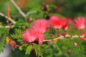 Pink Powder Puff, A Delicate Floral Beauty