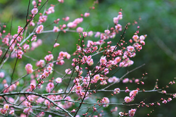 Cherry spring blossom, the flower at spring