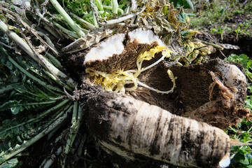 腐れた桜島大根