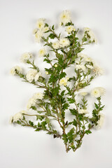 White flowers of Chrysanthemum Tea