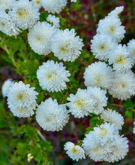 White flowers of Chrysanthemum Tea - 662746015