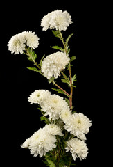 White flowers of Chrysanthemum Tea - 662746023