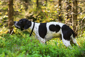 Dog english pointer 