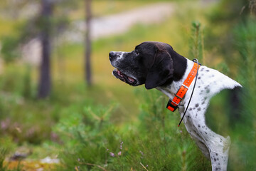 Dog english pointer 