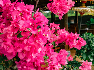 Red bougainvillea flowers grow in the yard
