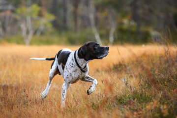 Dog english pointer 