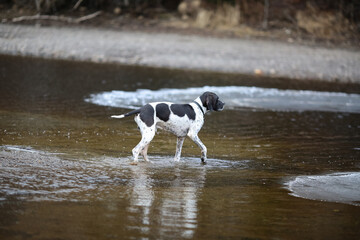 Dog english pointer 