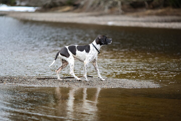 Dog english pointer 