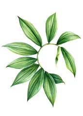 Foto op Plexiglas Spiral ginger leaves watercolor, tropical green leaf botanical illustration isolated on white background, Costus scaber © Hanna