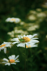 A grasshopper sits on a daisy. Close-up photo