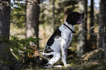 Dog english pointer 