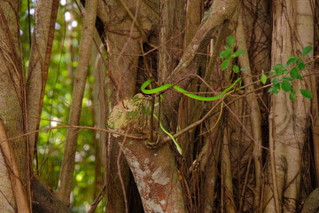 Oriental Whip Snake (Ahaetulla prasina) curled on a branch of a banyan tree in a park. This bright green snake is native to Singapore, and is mildly venomous. Spotted in yishun park.