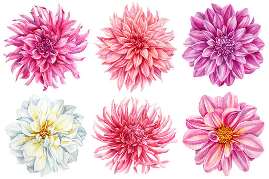 Beautiful watercolor dahlia flowers set isolated on white background, watercolor botanical painting, blooming flowers