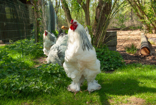 Brahma Hühner im Garten