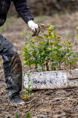Planting a forest, artificial forest regeneration. Beech seedlings with a covered root system.
