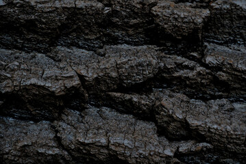 tree bark dark brown close up shot, great texture or background