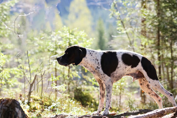 Dog english pointer 