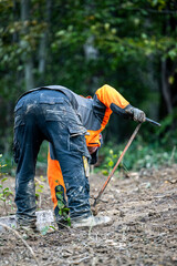 Planting a forest, artificial forest regeneration. Beech seedlings with a covered root system.